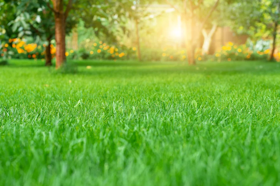 Maximizing Client Satisfaction With Expert Lawn Care in Bellevue, WA