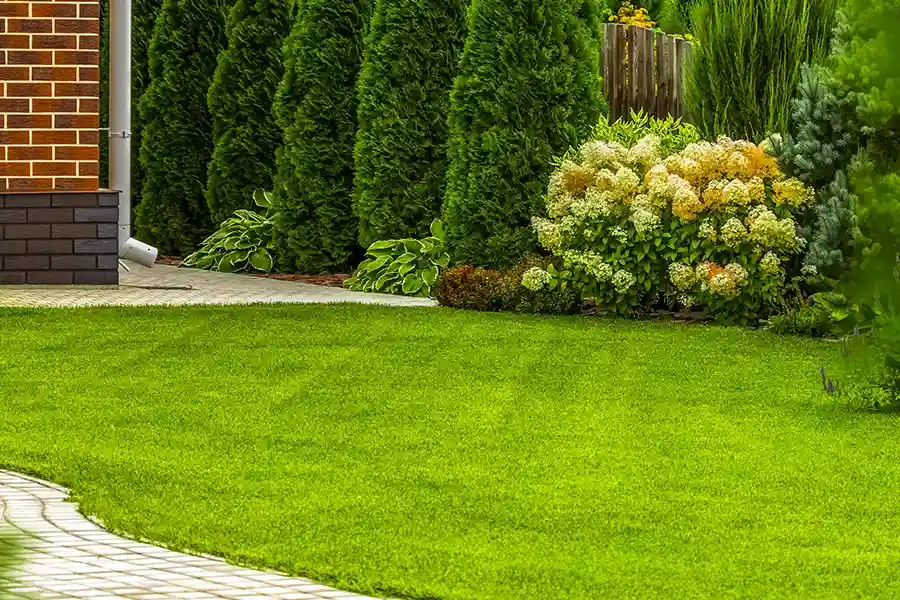 Professional Lawn Care in Bellevue, WA