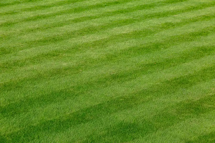 The Importance Of Aeration In Professional Lawn Care in Bellevue, WA